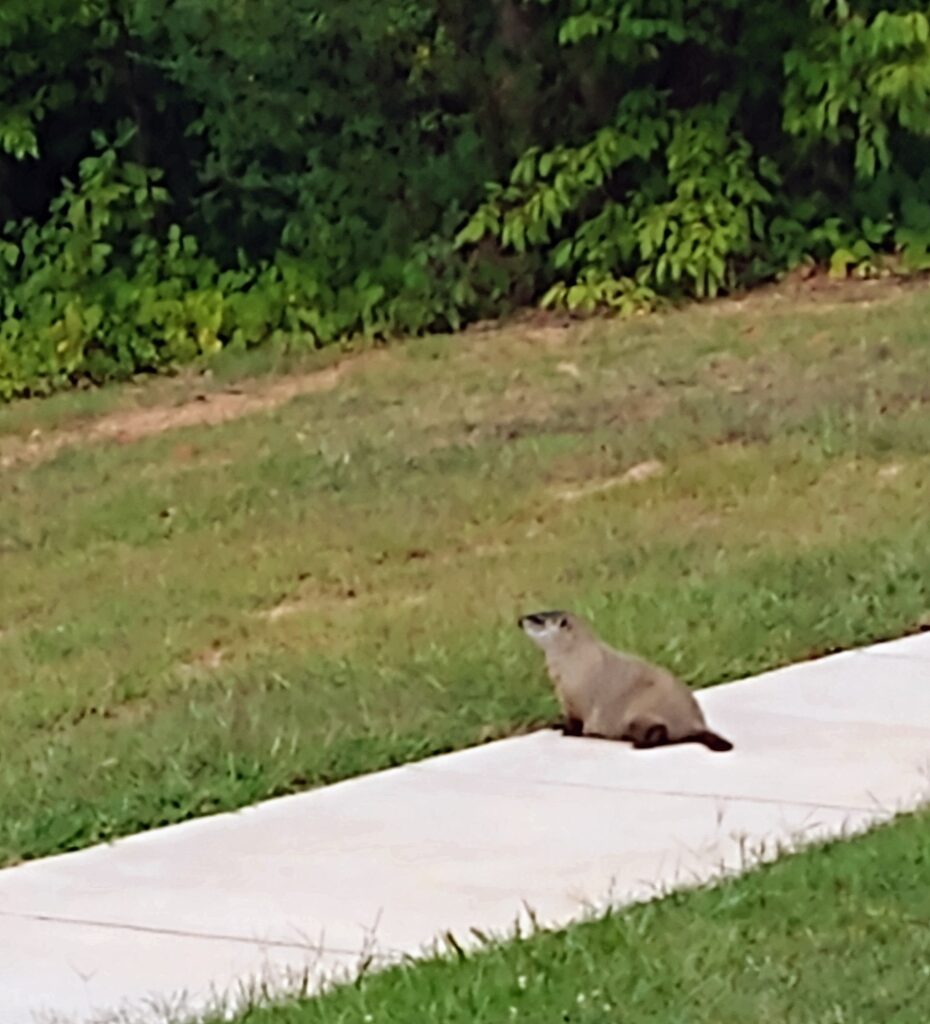 A gopher sits on a sidewalk staring forward. Grass and trees surround the sidewalk. 